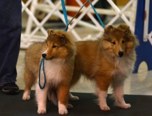 Shelties show up for training 